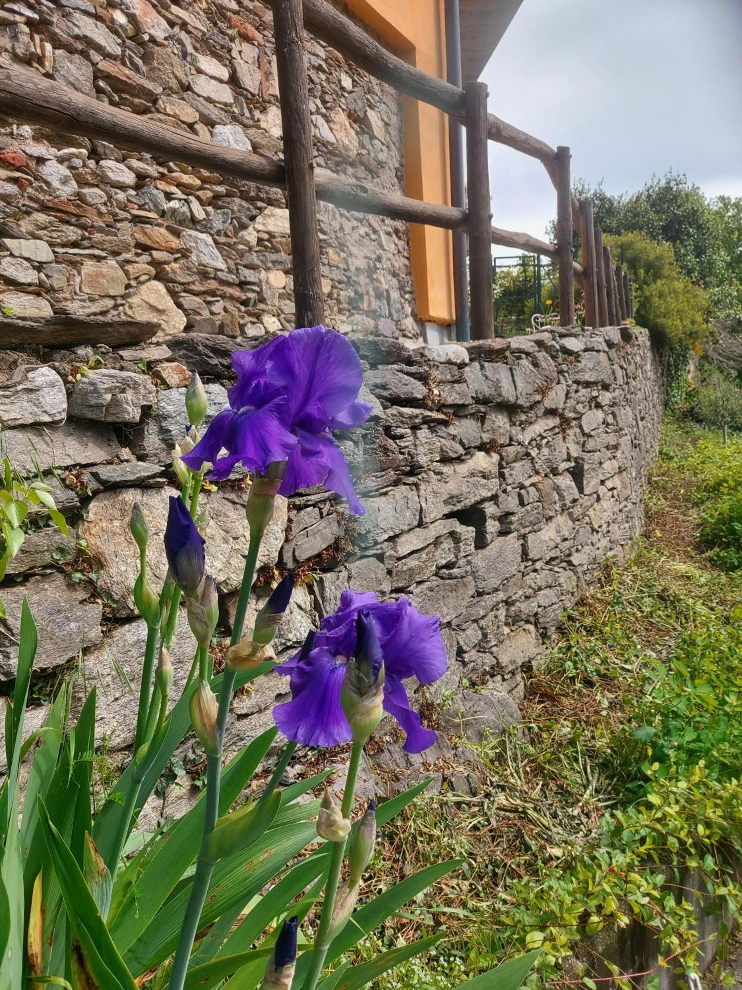 La Nave B&B Monteggio Bagian luar foto